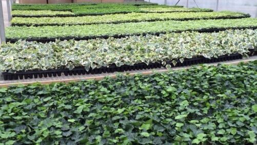 Aris Green Leaf Plants Takes on Herb Business From Silverleaf Greenhouses
