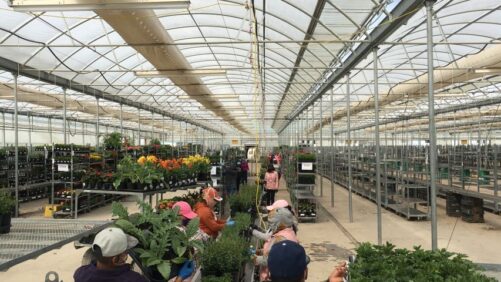Ways Growers Are Stepping Up to the Plate to Recruit Best Talent
