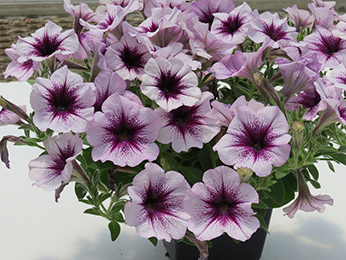 Suntory Flowers Expands Two Surfinia Petunia Series: Heavenly and