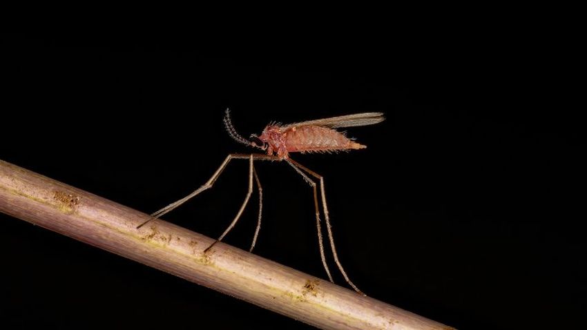 Wageningen Predatory Midge