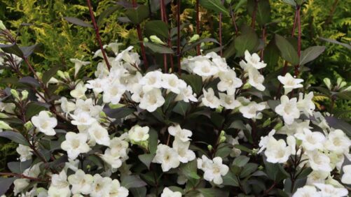 Learning Opportunity: Lean Flow in Action at Spring Meadow Nursery