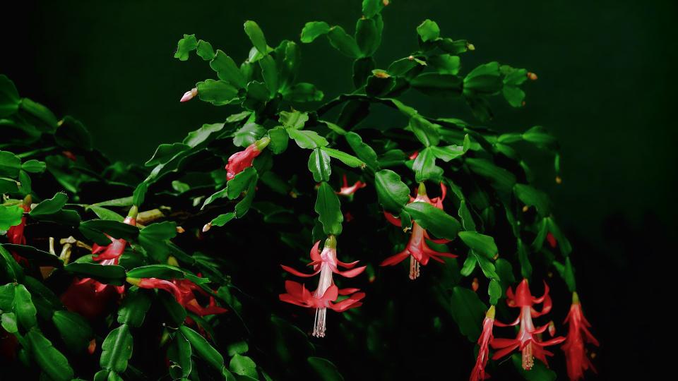 10. Christmas Cactus (189,128 posts)