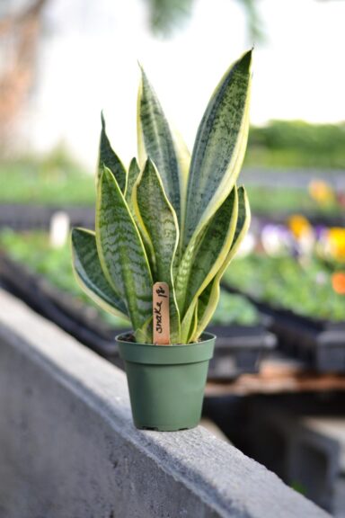 6. Snake plant (513,093 posts)