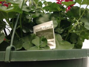 AMBLYforce Sachet in Hanging Basket