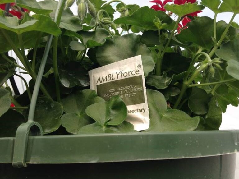 AMBLYforce Sachet in Hanging Basket