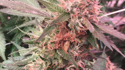 Ways to Prevent Botrytis From Ruining Your Cannabis Crop