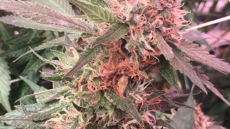 Elevated Botanist Botrytis in Cannabis