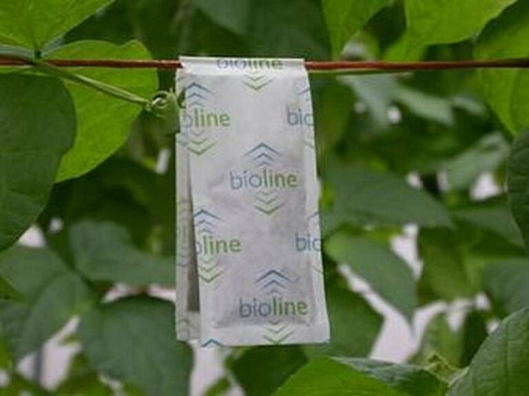 Gemini Sachet