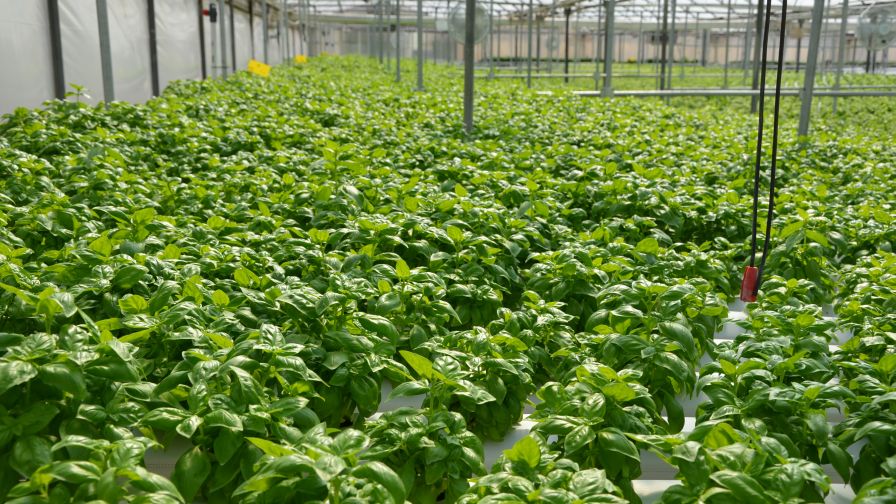 Greenhouse Basil Plants culinary herbs