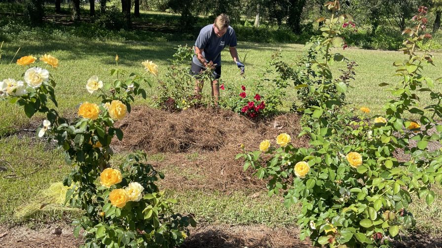 Jackson & Perkins Roses