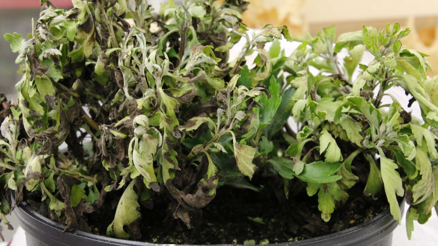Phytophthora chrysanthemi