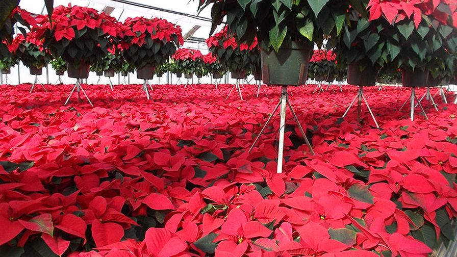 Premier Hort Healthy Poinsettia fertilization