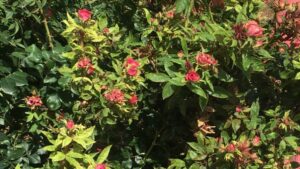 11 Newly Funded Horticulture Research Projects That You Might Benefit From