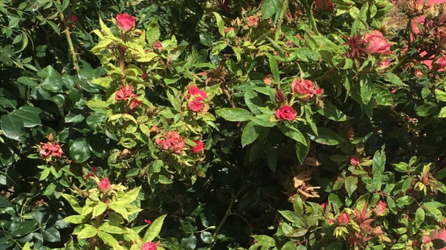 Rose Rosette Texas A and M horticulture research