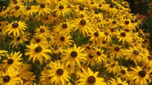 16 Drought-Tolerant Plants That Can Withstand Dry Conditions
