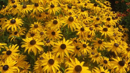 16 Drought-Tolerant Plants That Can Withstand Dry Conditions