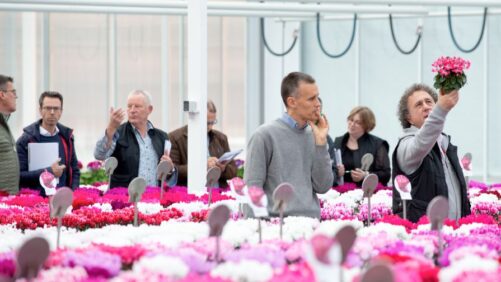 Get an Up-Close View of Cyclamen At Schoneveld Breeding Open Days