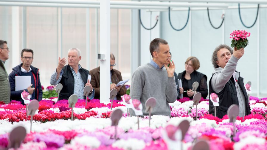 Schoneveld Cyclamen Open Days