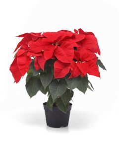 Selecta Christmas Candle Poinsettia