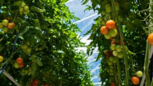 Expanding Into Greenhouse Vegetables? Keep Up With the Latest Production Info