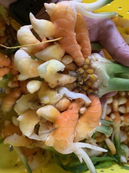 Vanilla, Turmeric Join Market as Greenhouse Herbs