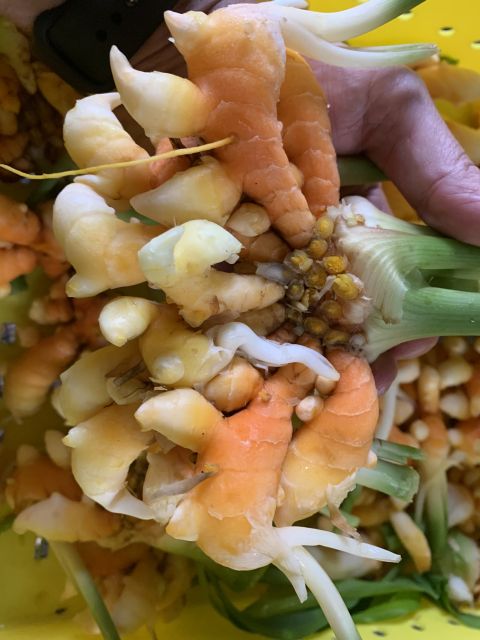 Turmeric