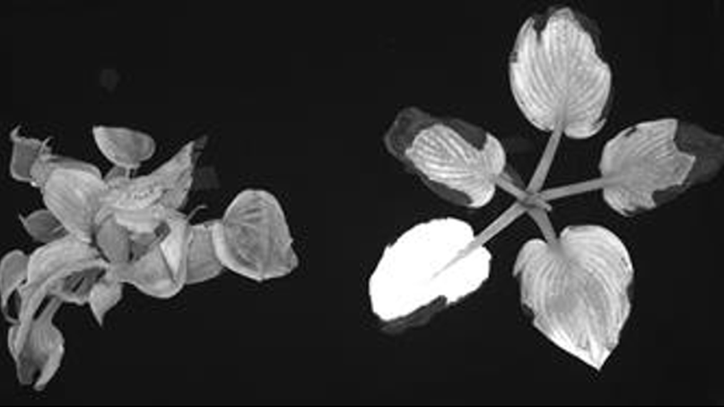 AFE Research Chlorophyll fluorescence in hosta plant stress