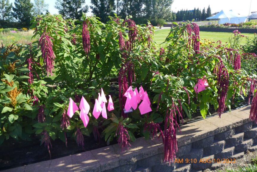 Amaranthus caudatus 'Love Lies Bleeding'