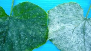 Managing a Major Fungus in Greenhouse Cucumbers With Biologicals