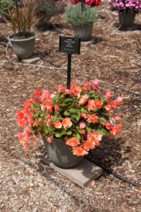 Begonia 'Fragrant Falls Peach' (Beekenkamp)