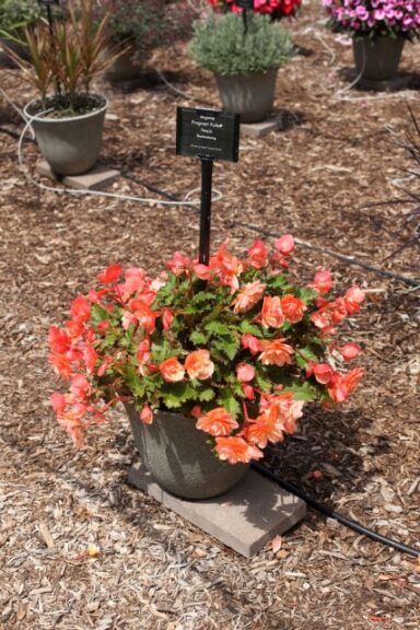 Begonia 'Fragrant Falls Peach' (Beekenkamp)