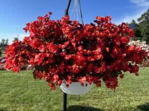Begonia 'Hula Red' (PanAmerican Seed)