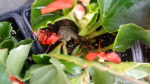 Say Goodbye to Gerbera and Begonia Disease Issues