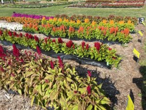 Celosia Flamma Series (Sakata Ornamentals)
