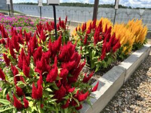 Celosia Flamma series (Sakata Ornamentals)