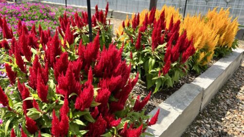Why 2022 Was a Banner Year for Plant Trials at Young’s Plant Farm