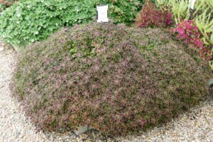 Coleus 'MicroBlaze Matchsticks' (Ball FloraPlant)