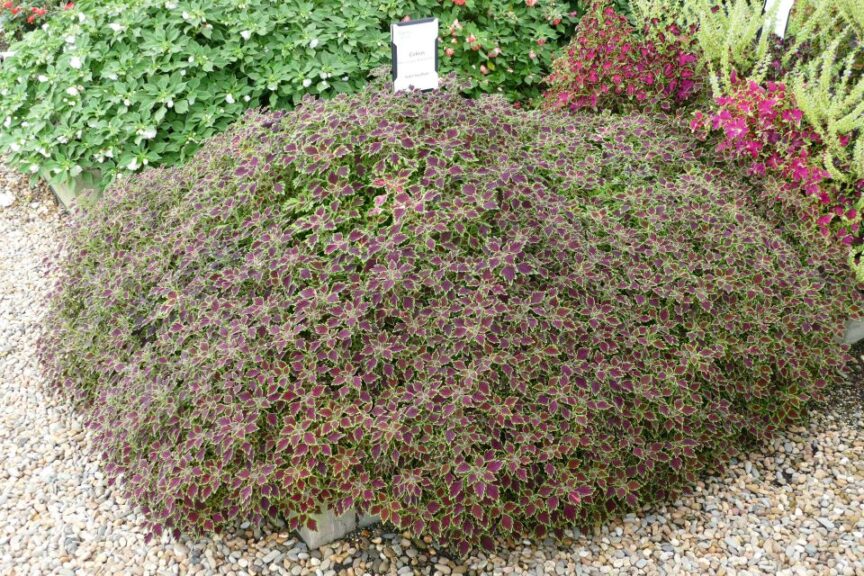 Coleus 'MicroBlaze Matchsticks' (Ball FloraPlant)