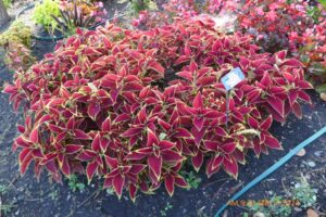 Coleus 'Premium Sun Ruby Heart' (PanAmerican Seed)