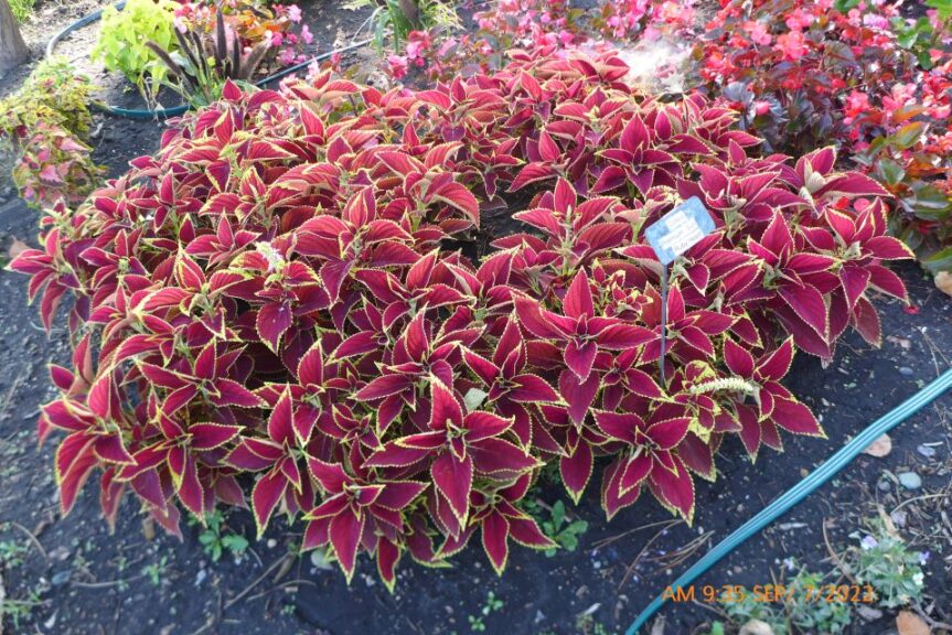 Coleus 'Premium Sun Ruby Heart' (PanAmerican Seed)