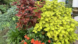Why My Love for Annuals Continues to Grow