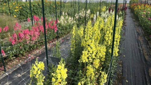 ICYMI: Raker-Roberta’s 2023 Trials to Focus on Color Trends and Cut Flowers