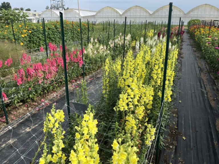 Cut Flower Area at Raker-Roberta's
