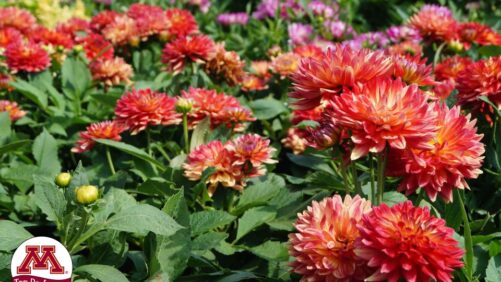 Top Ten Performing Annuals From the University of Minnesota 2022 Flower Trials