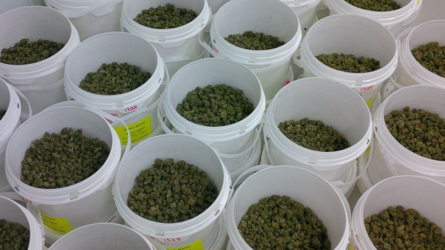 Douglas Cannabis Curing
