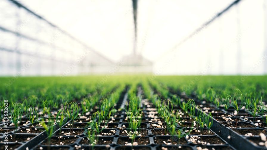 Forestry seedlings Adobe Stock image tree seedlings