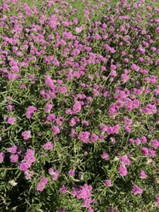 Gomphrena ‘Truffula Pink’ (Proven Winners)