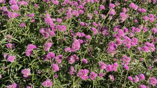 Colors, Combos Stand Out in Massachusetts Field Trials