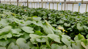 Video of the Week: Growing Wasabi in the Greenhouse
