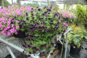 Supertunia 'Mini Vista Midnight' (Proven Winners)